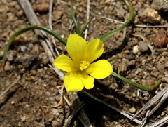 Moraea fugacissima