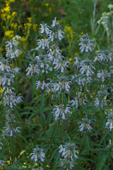 Monarda pectinata