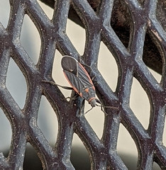 Melacoryphus lateralis