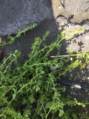 Patellifolia procumbens