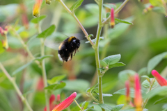 Bombus