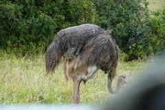 Struthio camelus australis