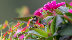 Bombus