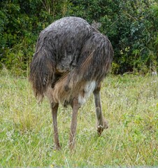Struthio camelus australis