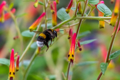 Bombus