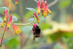 Bombus