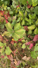 Parthenocissus inserta