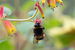 Bombus