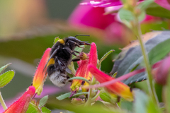 Bombus