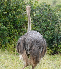 Struthio camelus australis