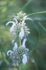 Monarda pectinata