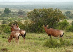 Alcelaphus buselaphus caama