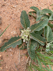 Asclepias nyctaginifolia
