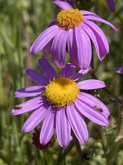 Senecio elegans