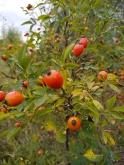 Rosa canina