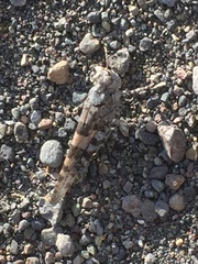 Acrotylus insubricus