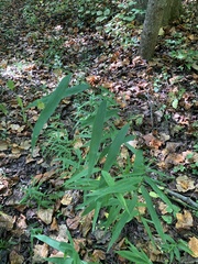 Chasmanthium latifolium