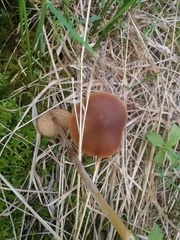 Entoloma vernum