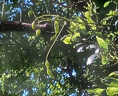 Styphnolobium