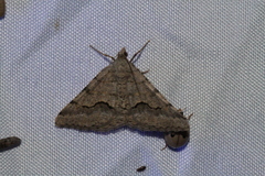 Frederickia s-signata