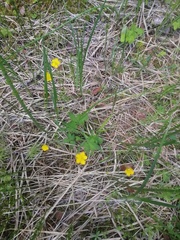 Ranunculus propinquus