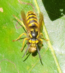 Vespula flavopilosa