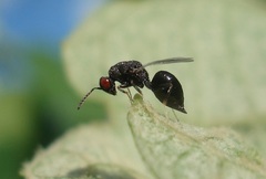 Eurytoma rosae