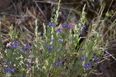 Scutellaria potosina