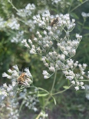 Eupatorium serotinum
