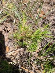 Dichanthelium aciculare