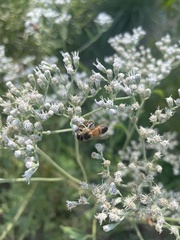 Eupatorium serotinum
