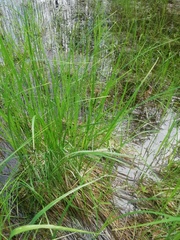Carex vesicaria