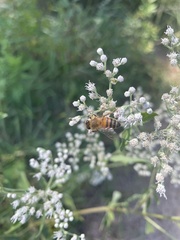 Eupatorium serotinum