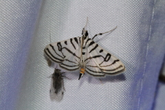 Conchylodes ovulalis