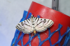 Conchylodes ovulalis
