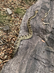 Crotalus molossus molossus