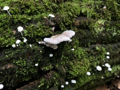 Schizophyllum commune