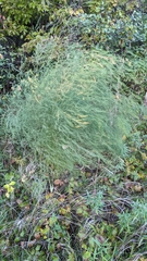 Asparagus officinalis