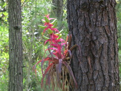 Tillandsia kalmbacheri
