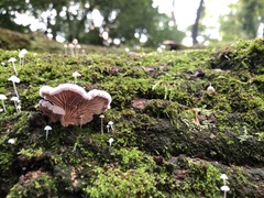 Schizophyllum commune