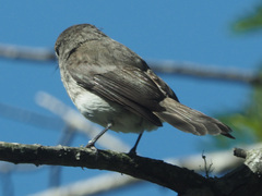 Muscicapa adusta adusta