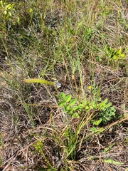 Tephrosia spicata