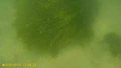 Zostera