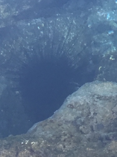 Alcyonidium diaphanum