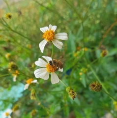 Apis mellifera