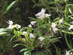 Polystachya ottoniana