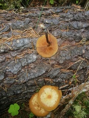 Kuehneromyces lignicola