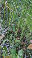 Asparagus officinalis