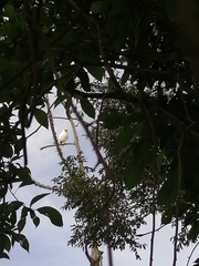 Pseudastur albicollis