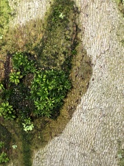 Syntrichia papillosa